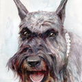 Irish wolfhound 