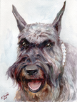 Irish wolfhound 